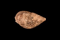 藏品(正織紋螺)的圖片